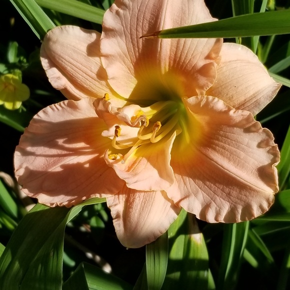 Meet your Posher, Laura - Picture 1 of 1